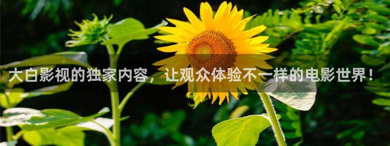 紅葉電影：大白影視的獨家內容，讓觀眾體驗不一樣的電影世界！